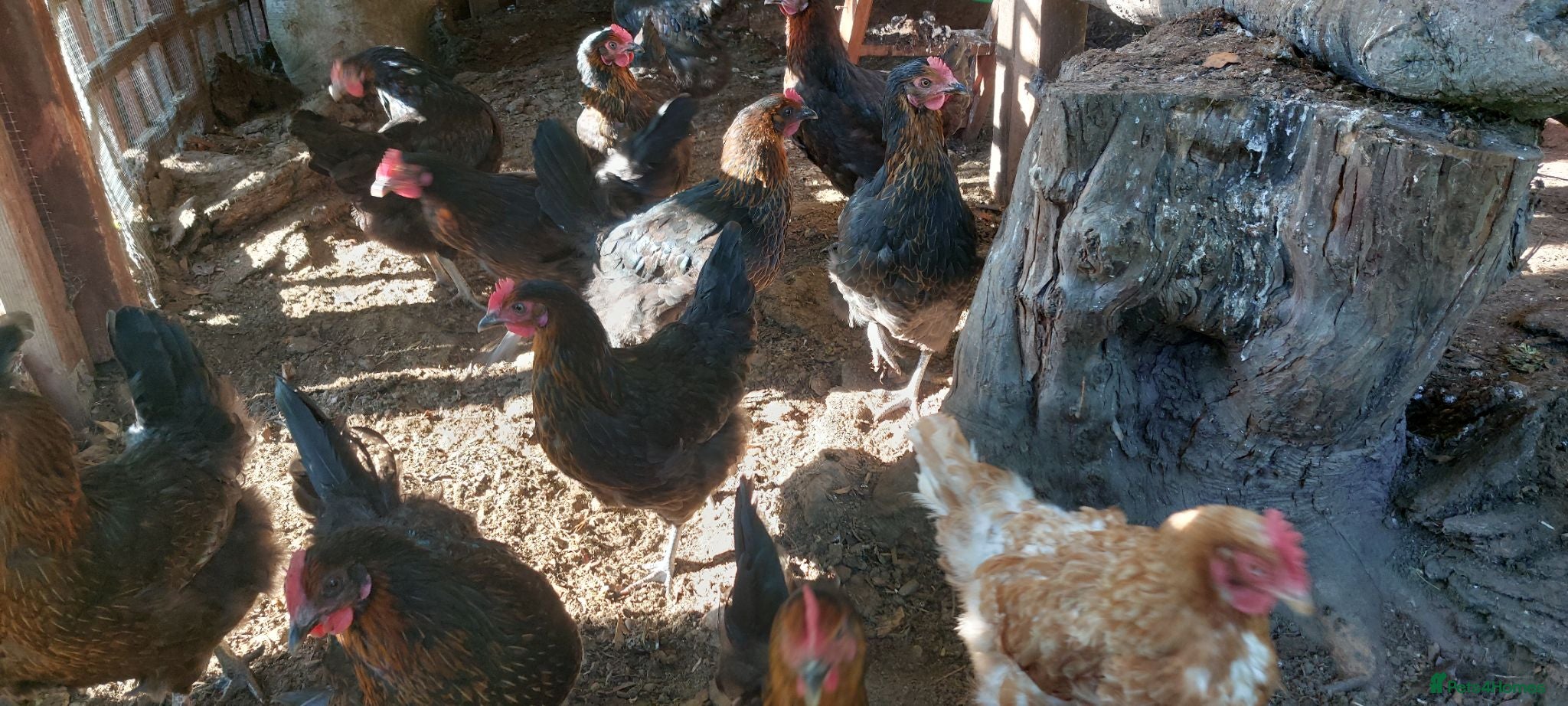Chickens poultry French Copper Marrans  - Advert 2