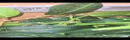 Chameleon reptiles for sale: CHAMELEONS 2 FEMALES LEFT - Advert 4