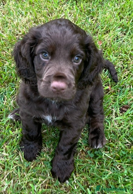 Cocker Spaniel dogs 2 BOYS 9 WEEKS KC REG WORKING COCKER PUPPIES - Advert 2