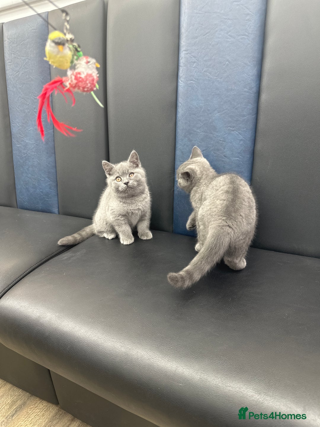 Brazilian Shorthair cats for sale: British shorthair blue kittens -microhipped&health - Advert 3