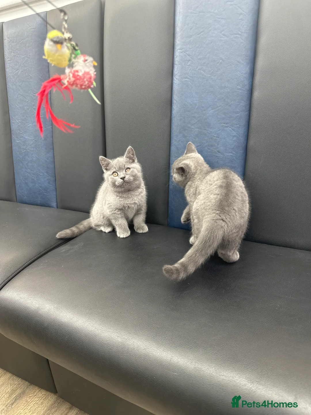 Brazilian Shorthair cats for sale: British shorthair blue kittens -microhipped&health - Advert 3