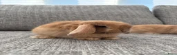 Mini Lop rabbits for sale: Mini lop Bunnies  - Advert 8