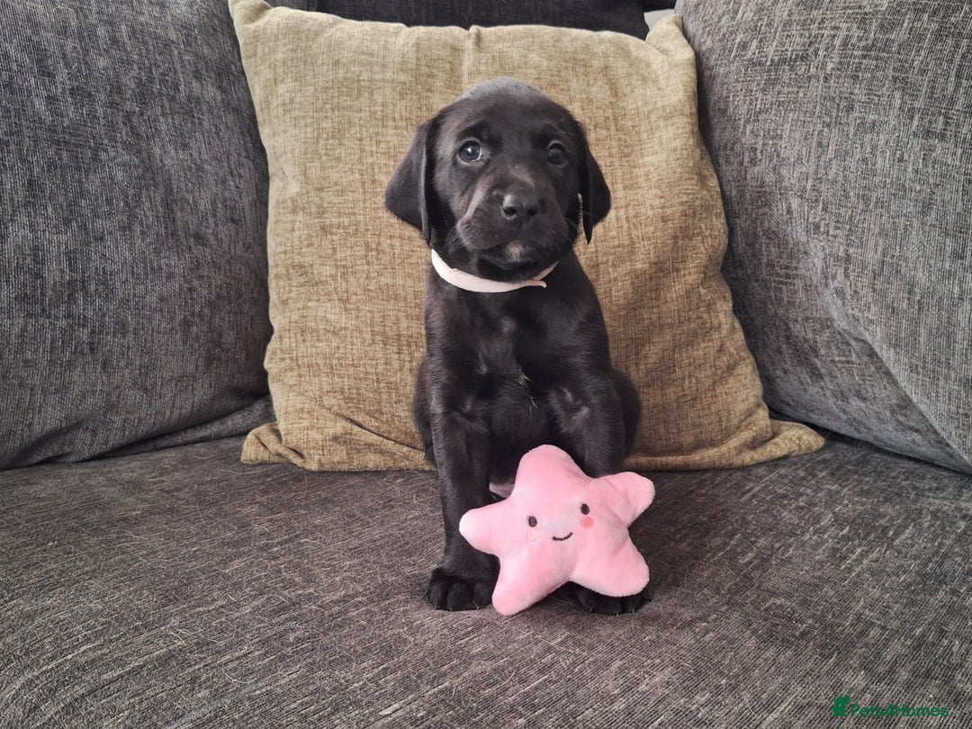 Labrador Retriever dogs for sale: Beautiful Labrador Retriever puppies - Image 3