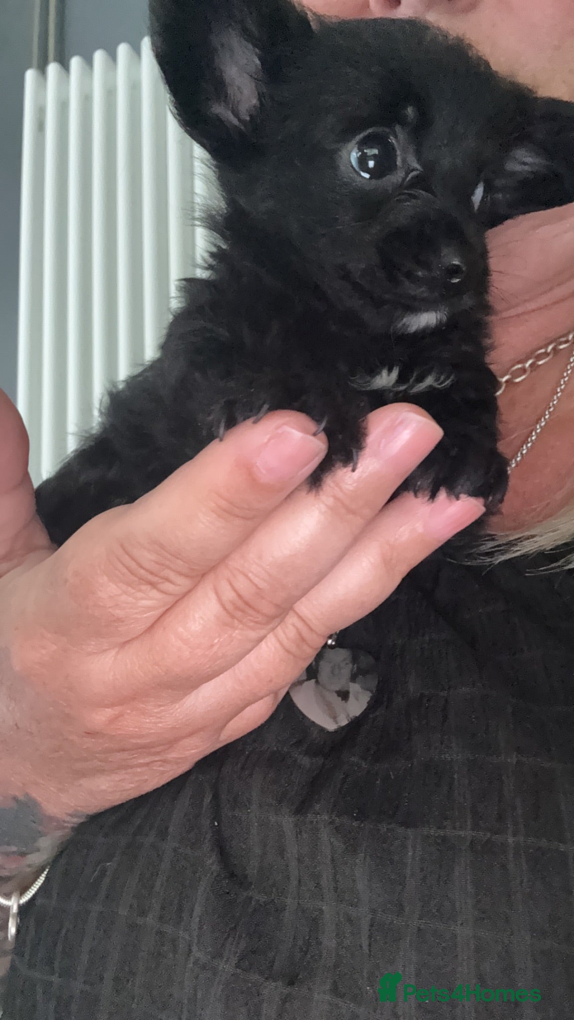 Mixed Breed dogs 3 yorkiepoos ready to go Friday !!!  - Advert 10