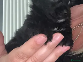 Mixed Breed dogs 3 yorkiepoos ready to go Friday !!! - Advert 10
