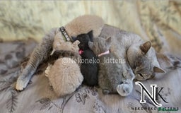 British Shorthair cats for sale: GCCF SHOW QUALITY BSH 👌 🥰🥰 - Image 10