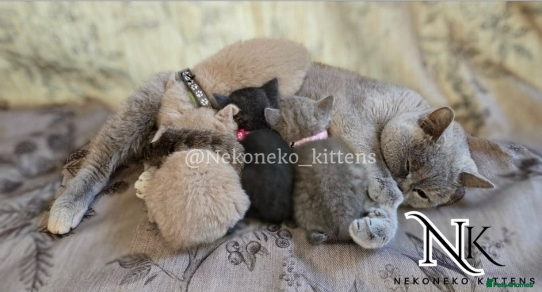 British Shorthair cats for sale: GCCF SHOW QUALITY BSH 👌 🥰🥰 - Image 10
