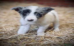 Mixed Breed dogs for sale: Collie x puppies - Image 3