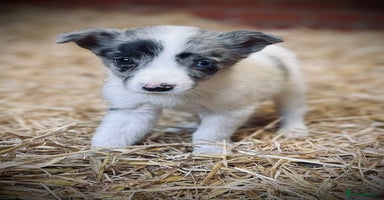 Mixed Breed dogs - Advert 12