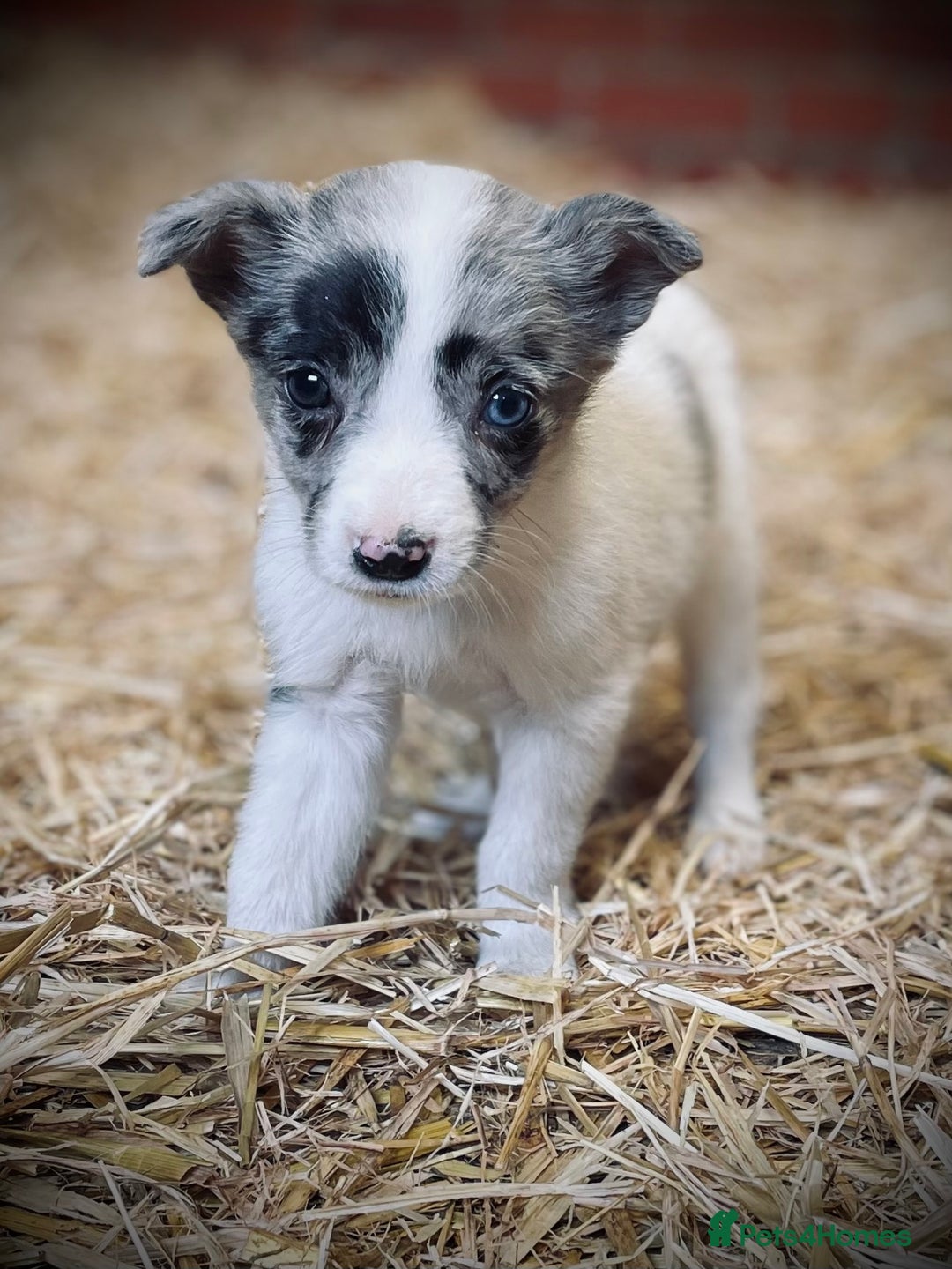Mixed Breed dogs for sale: Collie x puppies - Image 3
