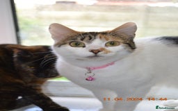 British Longhair cats for sale: Lulu female 2 years old  - Image 7