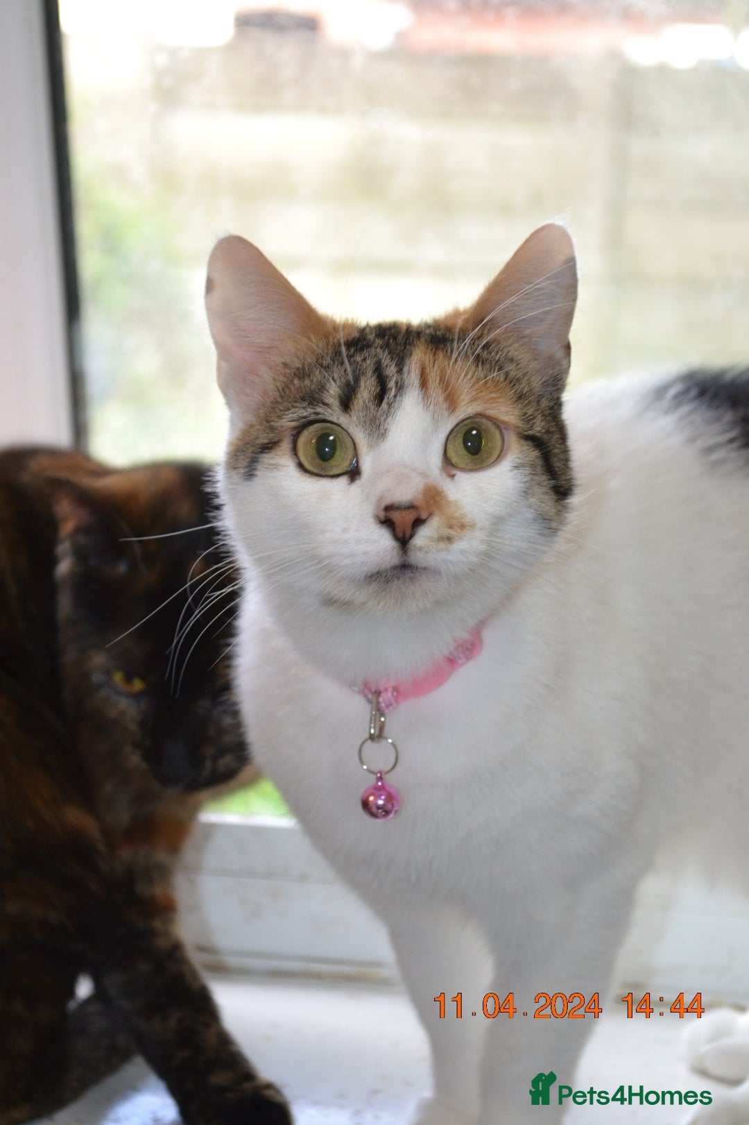 British Longhair cats for sale: Lulu female 2 years old  - Image 7