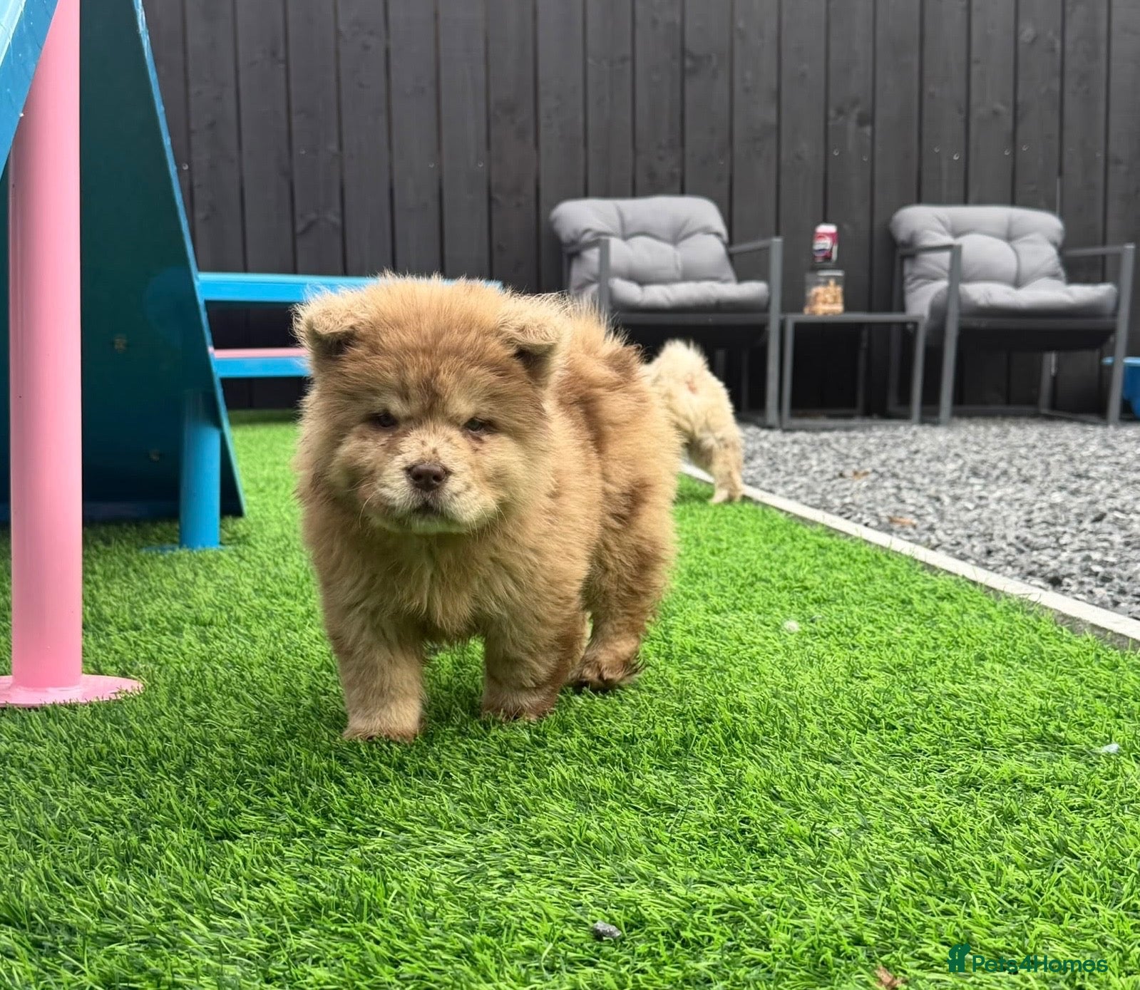 Chow Chow dogs Stunning exotic colour chowski puppies for sale  - Advert 1