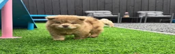 Chow Chow dogs for sale: Stunning exotic colour chowski puppies for sale  - Advert 1