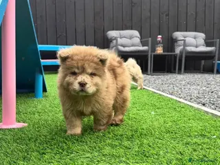 Chow Chow dogs Stunning exotic colour chowski puppies for sale - Advert 1
