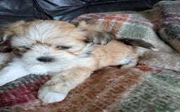 Mixed Breed dogs for sale: Lhasa Apso puppies in Kent - Image 33