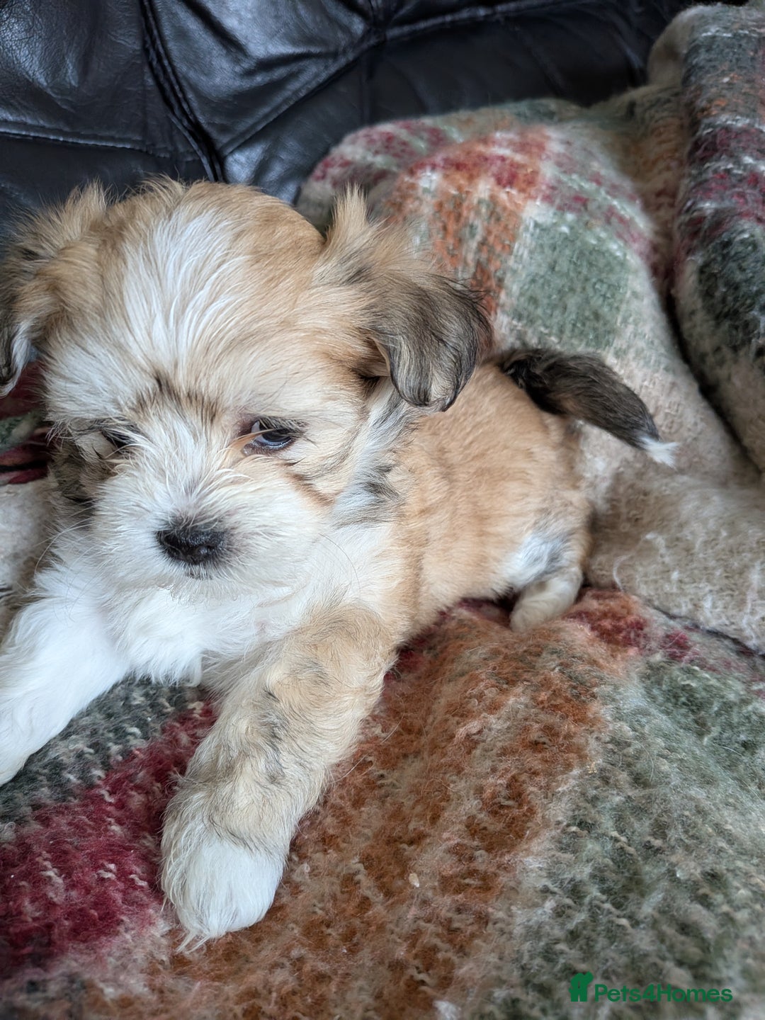 Mixed Breed dogs for sale: Lhasa Apso puppies in Kent - Image 33