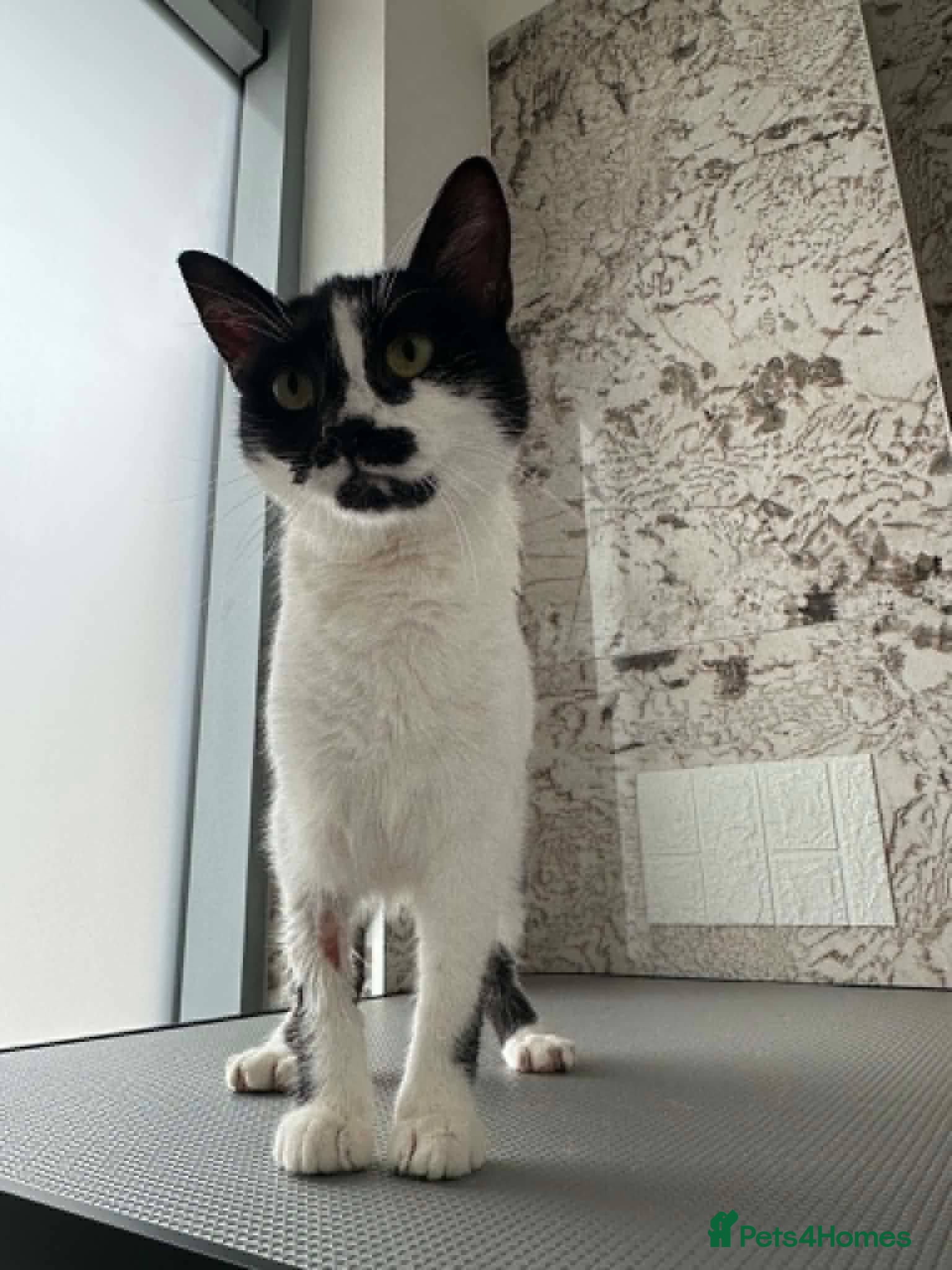 Mixed Breed cats Milla for adoption - Advert 1