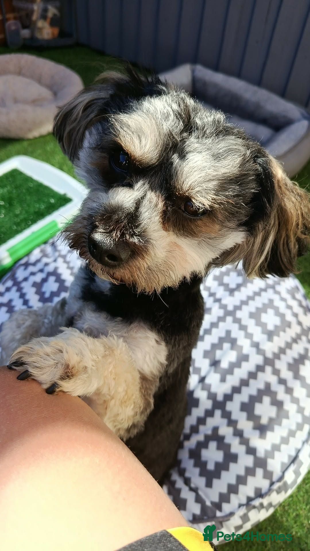 Morkie dogs Morkie male looking to stud .NOT FOR SALE.. - Advert 1