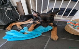 Mixed Breed dogs for sale: German shepherd cross.  - Image 2