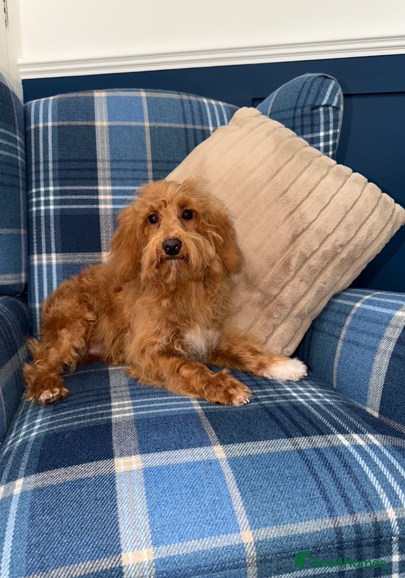 Shihpoo dogs 🩷Beautiful Shihpoo Puppies READY NOW 🧡 - Advert 1