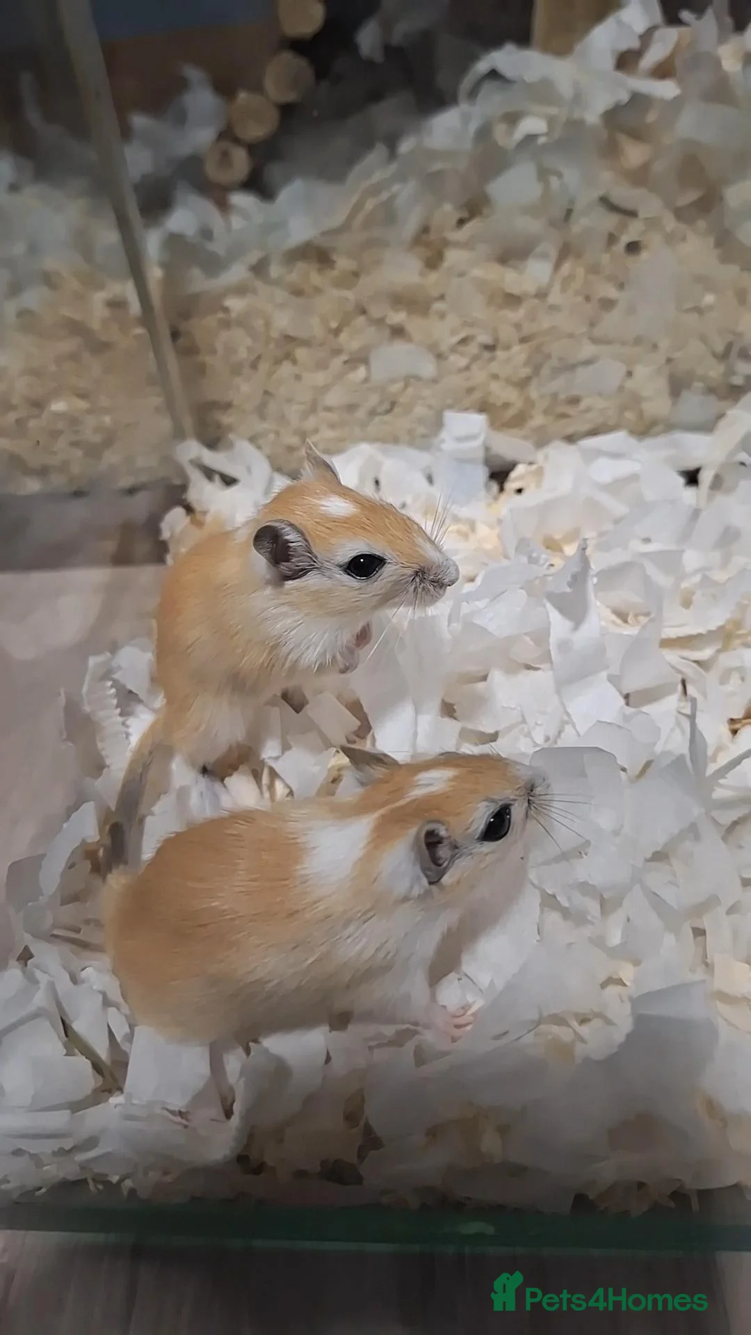 Gerbil rodents for sale: 2 Male Baby gerbils! - Advert 2