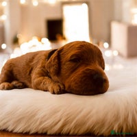 Cockapoo dogs ⭐️ 1 Gorgeous Red Boy left- Cockapoo ⭐️ - Advert 7