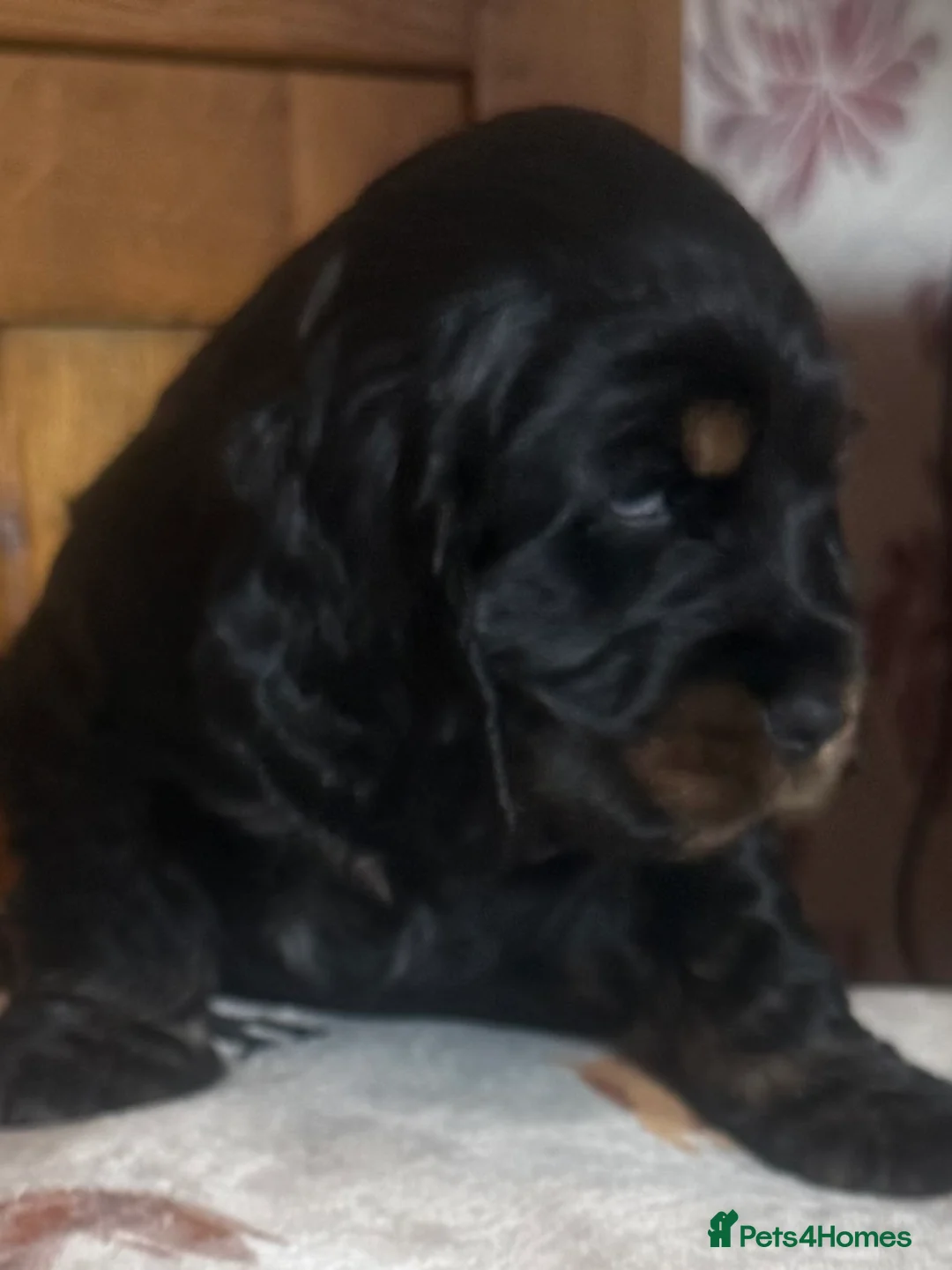 Cocker Spaniel dogs for sale: Show cocker spaniel puppies - Advert 2