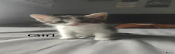 Mixed Breed cats for sale: 7 loving kittens for sale  - Advert 2