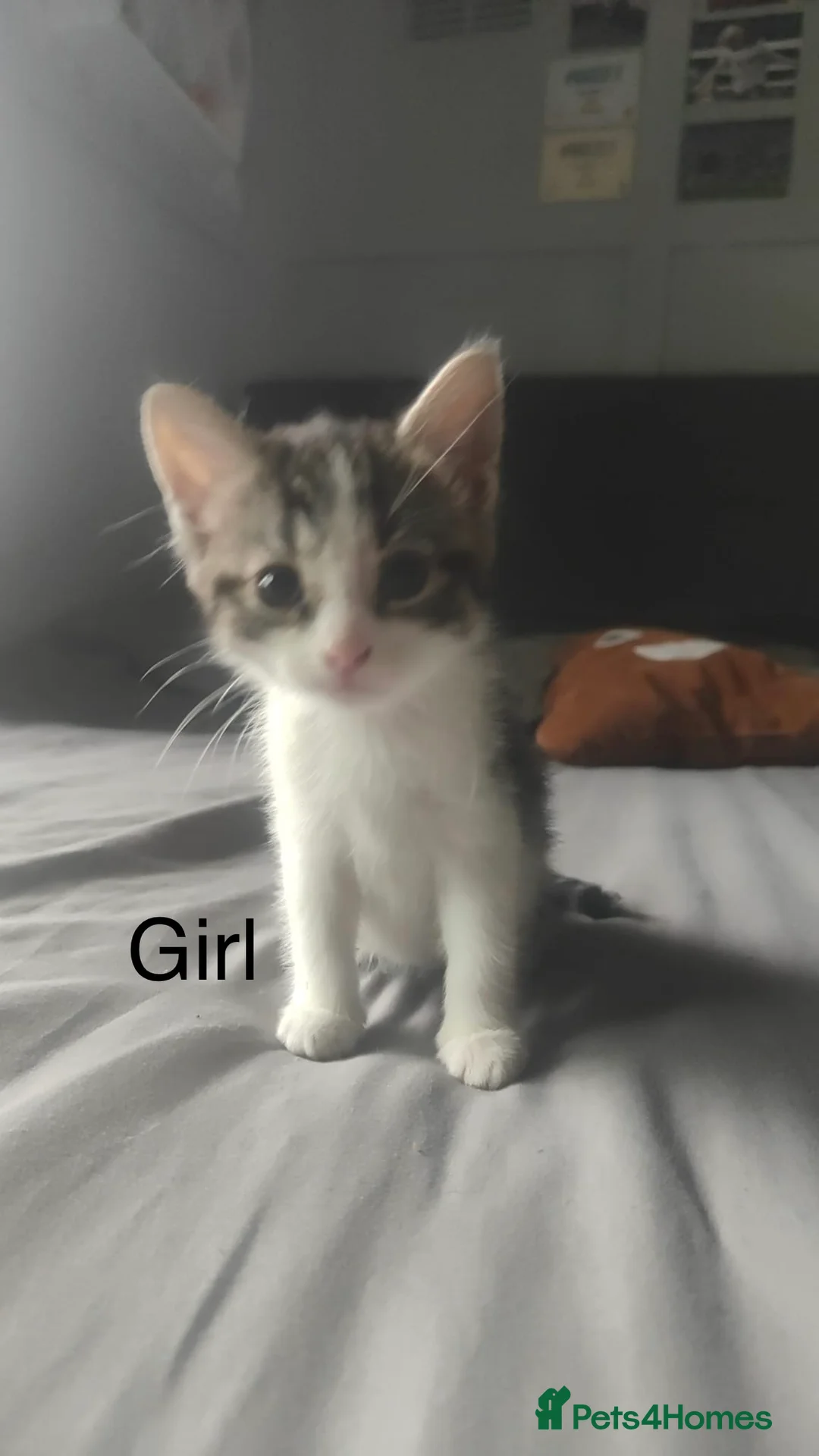 Mixed Breed cats for sale: 7 loving kittens for sale  - Advert 2