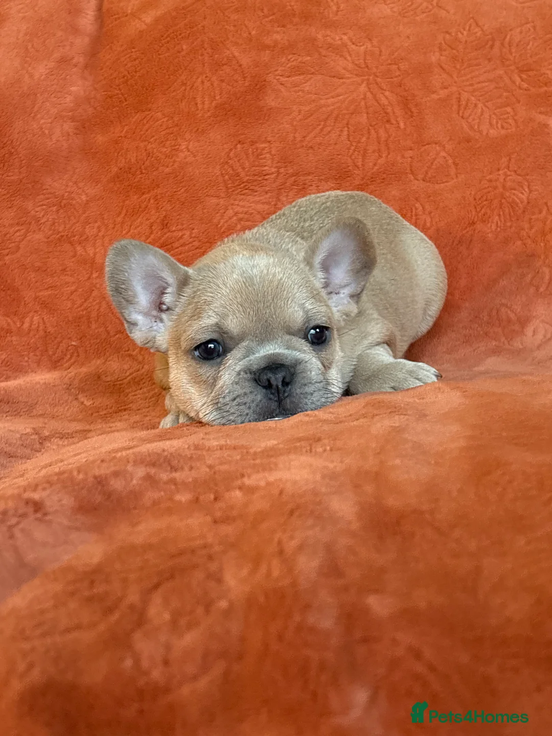 French Bulldog dogs for sale: *REDUCED*❤️‍🔥 - Advert 32