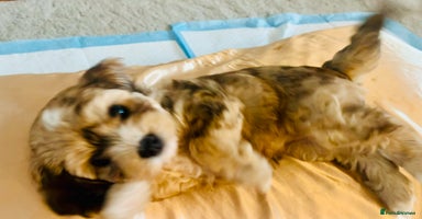 Cavapoochon dogs - Advert 10