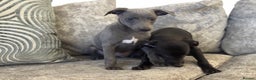 Whippet dogs for sale: 2 BEAUTIFUL TRUE SHOE TYPE KC REGISTERED WHIPPETS - Advert 9
