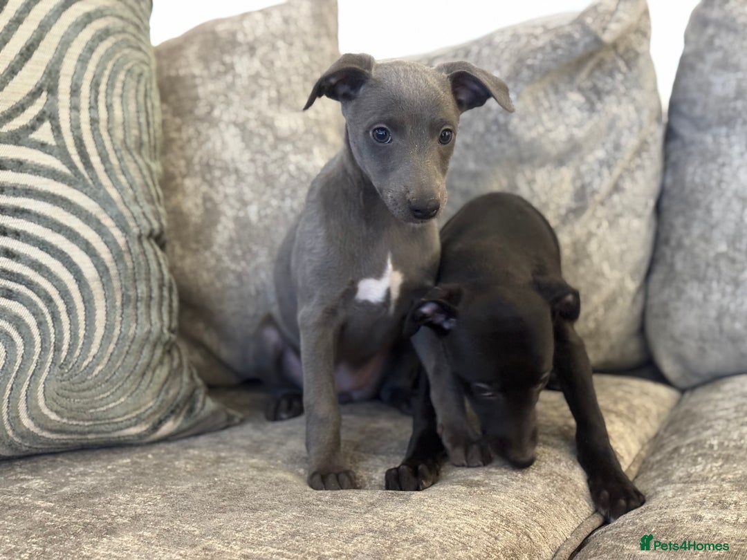 Whippet dogs for sale: 2 BEAUTIFUL TRUE SHOE TYPE KC REGISTERED WHIPPETS - Advert 9