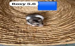 Hamster rodents for sale: Beautiful baby hamsters. Syrian and Russian Dwarf - Image 13