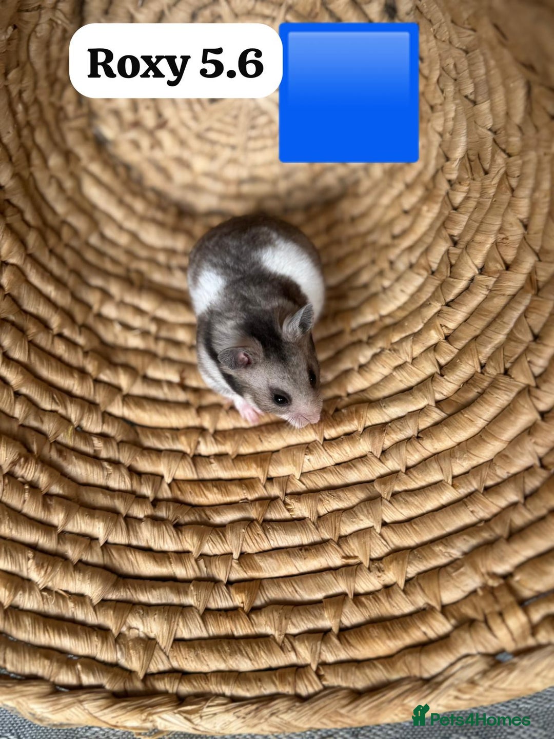 Hamster rodents for sale: Beautiful baby hamsters. Syrian and Russian Dwarf - Image 13