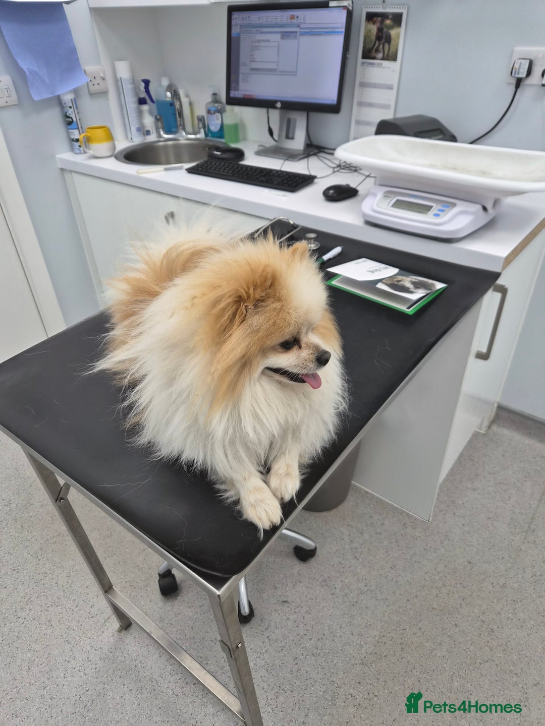 Pomeranian dogs for stud: Beautiful Parti Pom for stud - Advert 2