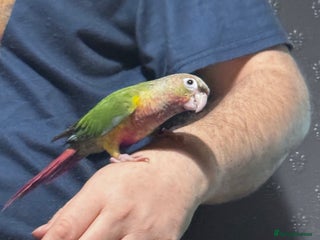 Conures birds Hand reared and hand tame Conure - Advert 1