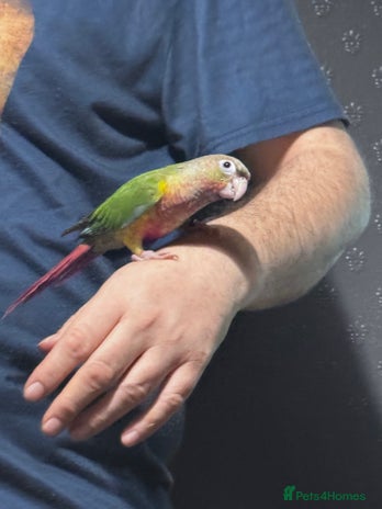 Conures birds Hand reared and hand tame Conure - Advert 4