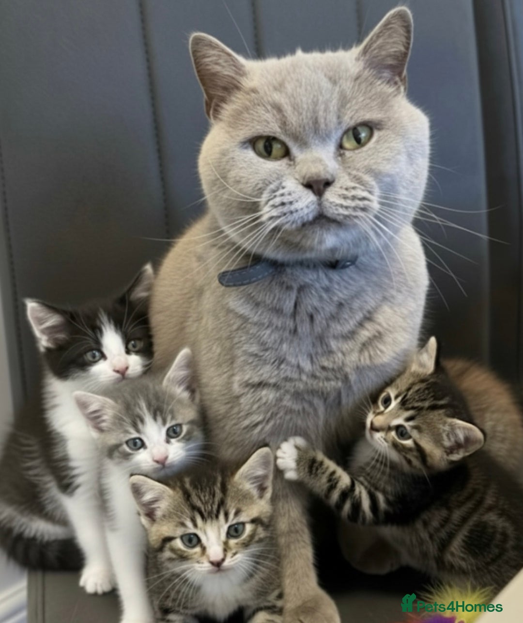 Mixed Breed cats for sale: BSH X RAGDOLL MIX KITTENS READY NOW - Advert 1