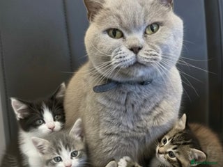 Mixed Breed cats BSH X RAGDOLL MIX KITTENS READY NOW - Advert 2