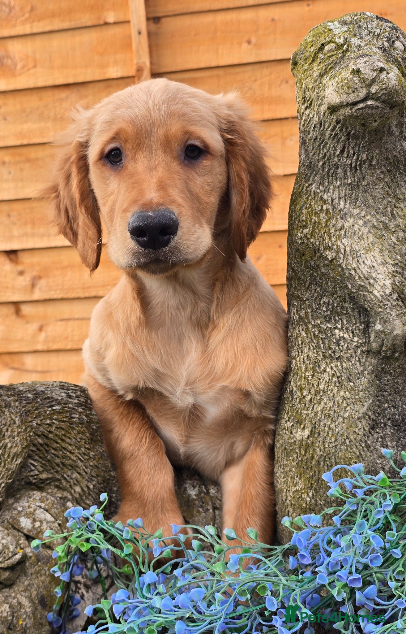 Golden Retriever dogs *Beautiful Dna clear, KC reg male puppy* - Advert 2