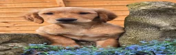 Golden Retriever dogs for sale: *Beautiful Dna clear, KC reg male puppy* - Advert 3