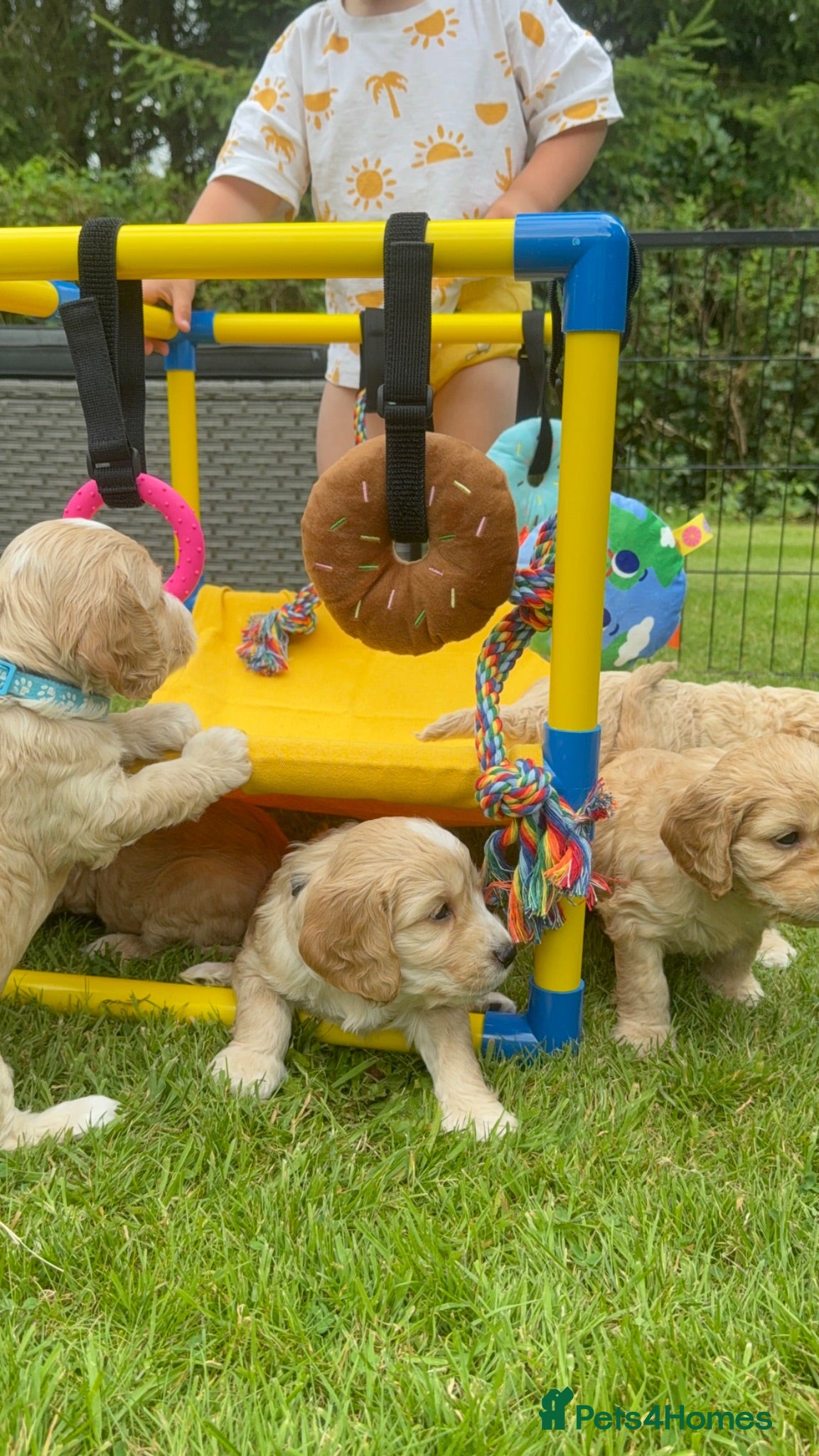 Cockapoo dogs ✨ Exceptional F2 Cockapoo Puppies ✨ - Advert 6