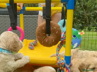 Cockapoo dogs ✨ Exceptional F2 Cockapoo Puppies ✨ - Advert 2