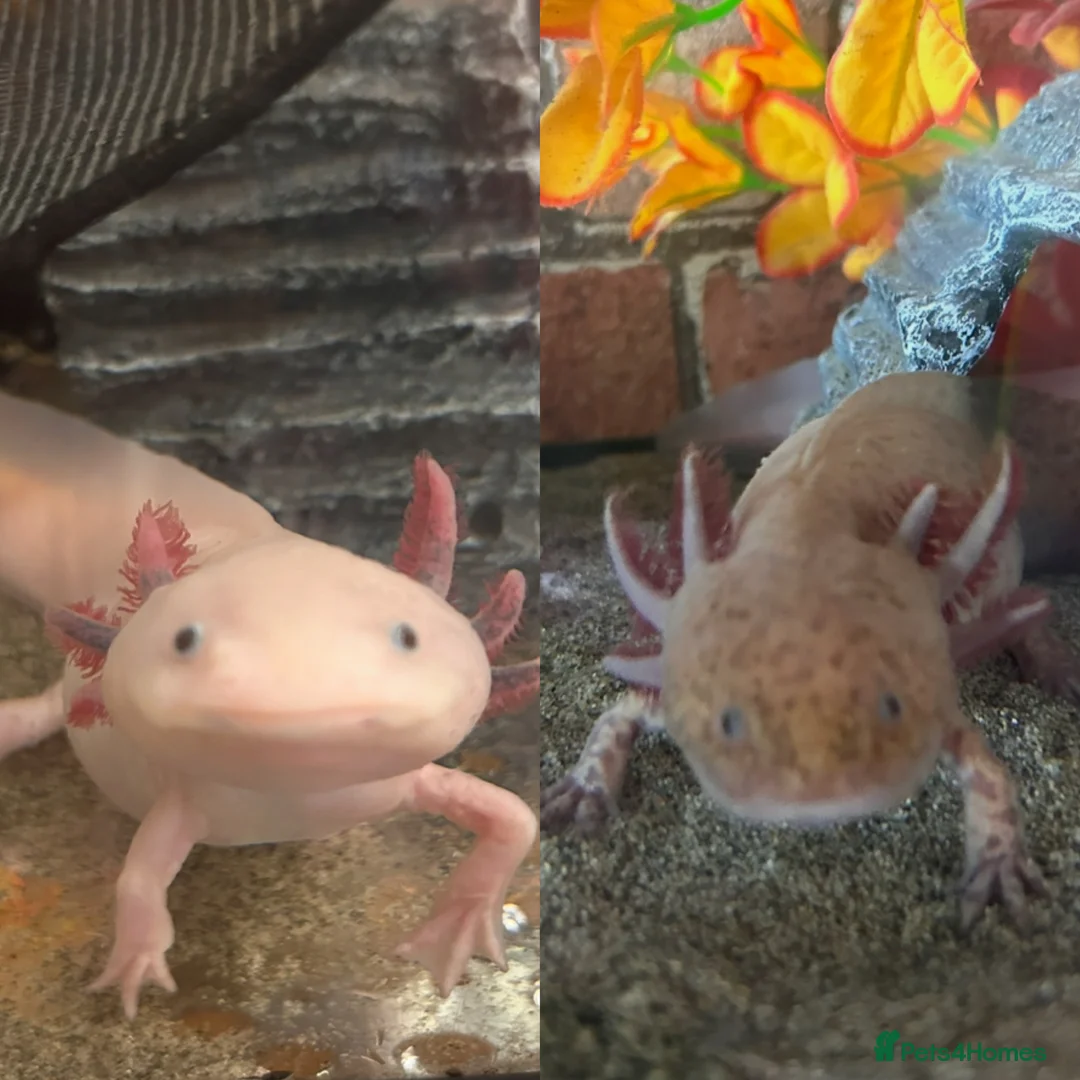 Axolotl reptiles for sale: X2 Axolotls & whole setup  - Advert 1