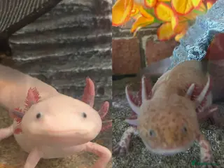 Axolotl reptiles X2 Axolotls & whole setup - Advert 1