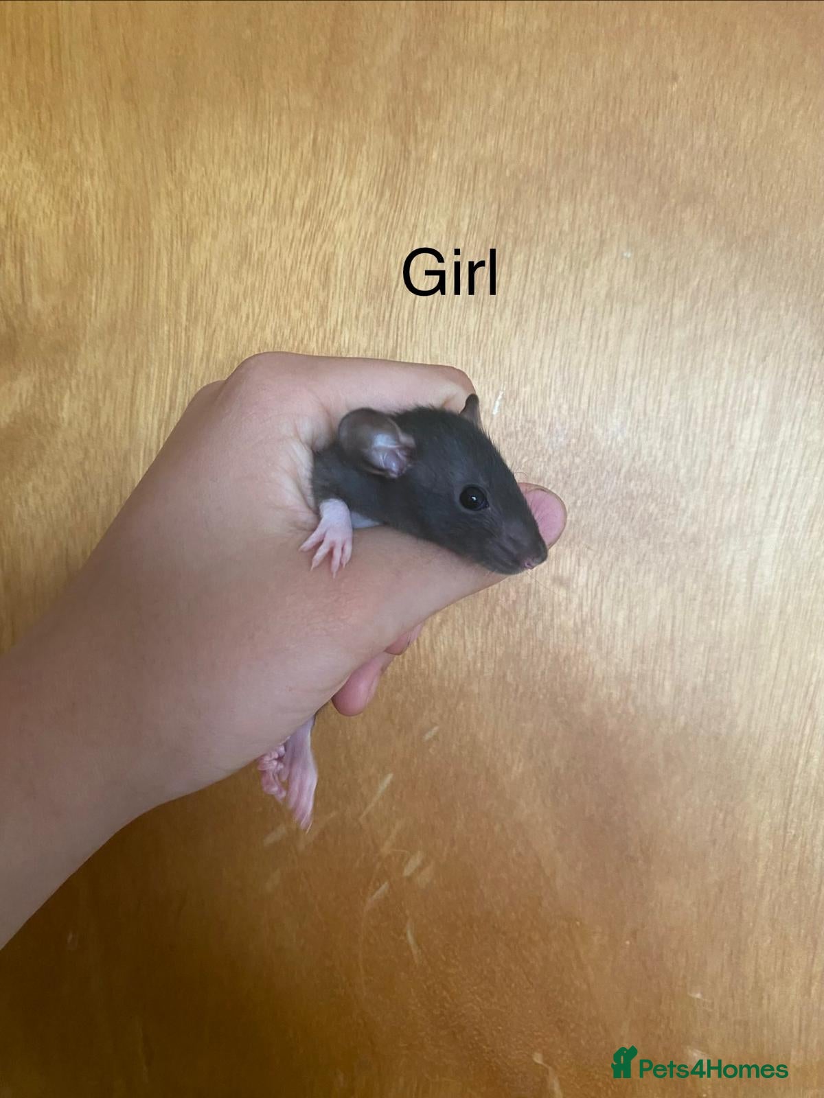 Rat rodents for sale: Mixed sexed baby rats in Chelmsford - Advert 17