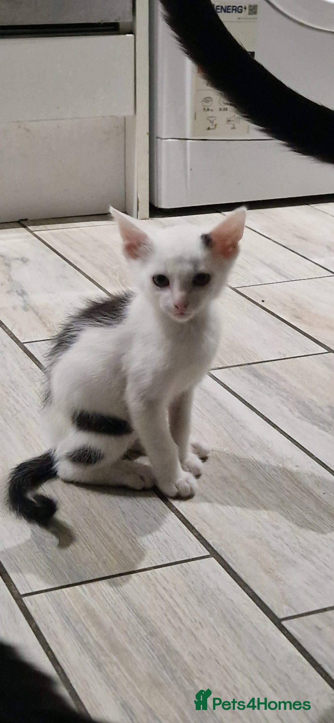 British Shorthair cats for sale: Cats shorthair - Advert 7