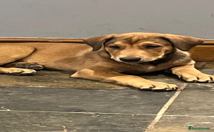 Dobermann dogs - Advert 3